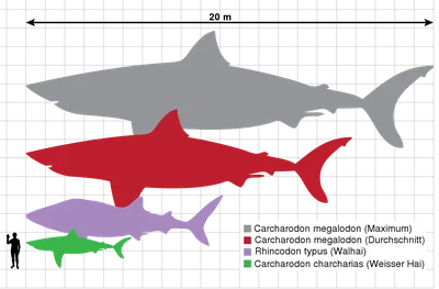 Изотопы цинка указали на конкуренцию между мегалодоном и большой белой  акулой