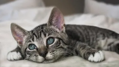 Плюшевые мишки - самые ми-ми-милые котята. Фото и... | Кошки. Милые и  беспощадные | Дзен