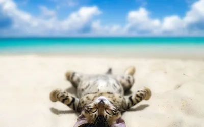Котёнок лежит на пляже и загорает, прикольные и смешные картинки, забавные  фото и обои с юмором для рабочего стола, Full HD 1920