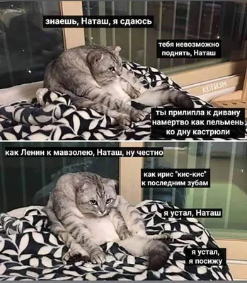 Автор мема про котов и Наташу регистрирует торговый знак «Наташа, мы все  уронили»