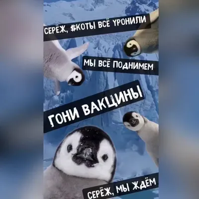 Наташ, вставай, мы всё уронили»: откуда взялись мемы про Наташу и котов,  которые теперь буквально везде — Netka.by