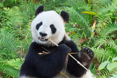 Панда обнимает плюшевого панду» — создано в Шедевруме