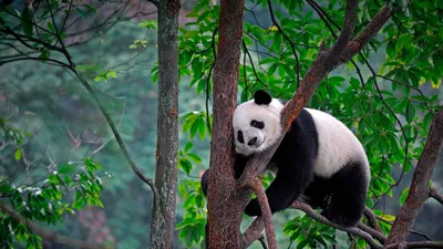 Как назовут малышку-панду из Московского зоопарка? - Новости - om1.ru