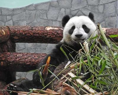 Доброе пандовое утро»: Московский зоопарк показал завтракающую на качелях  панду