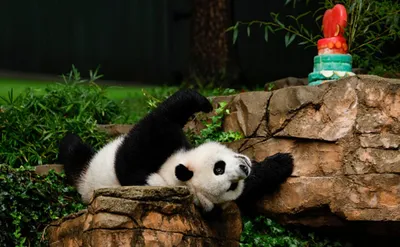 Китаец обнимает панду и укачивает …» — создано в Шедевруме