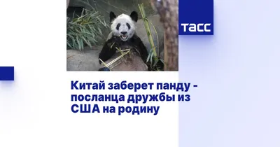 Панда новости - Животное панда: энциклопедия, все про панду!