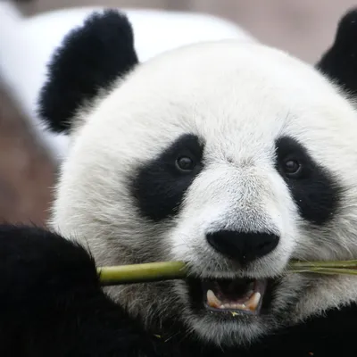 Китай забирает свою панду у США: не понравилось состояние шерсти -  24.04.2023, Sputnik Беларусь