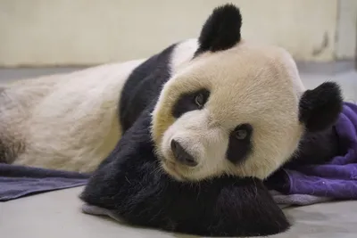 Китай заберет панду - посланца дружбы из США на родину