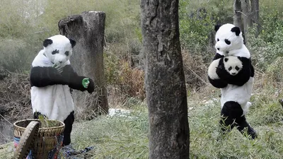380 тысяч человек помогли выбрать имя для детеныша панды из Московского  зоопарка — Сноб