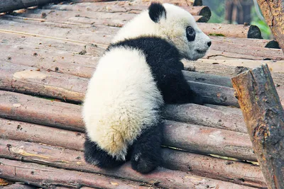 Плюшевые панды - Купить большую плюшевую панду в каталоге - BigMishki