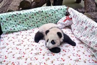 Осознанный взгляд»: в Московском зоопарке показали подросшую малышку панду