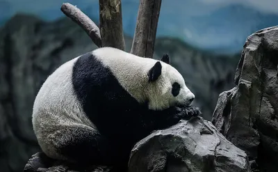 Китай заберет панду — посланника дружбы из США — РБК