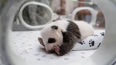 Панда мама держит ласково панду …» — создано в Шедевруме