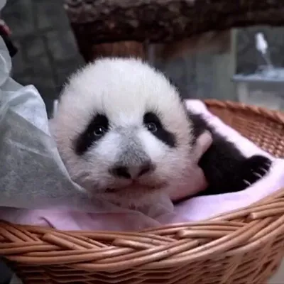 Спасти панду, 2020 — описание, интересные факты — Кинопоиск