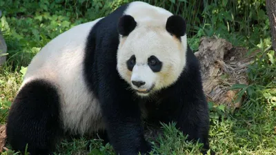 Смотрите на красную панду Мужская красная панда на луге Китай Стоковое  Изображение - изображение насчитывающей млекопитающее, китайско: 107806955