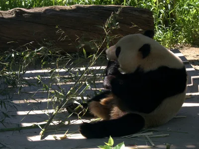 Большую панду исключили из списка вымирающих видов | Новости Приднестровья