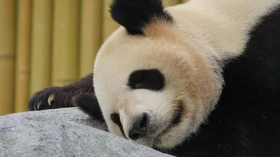 Уже больше 4 кг: в Московском зоопарке показали подросшую малышку-панду  (видео) - 04.11.2023, Sputnik Беларусь