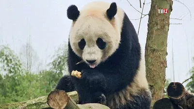 Китай вернет панду – посланца дружбы Я Я из США обратно на родину —  23.04.2023 — В мире на РЕН ТВ