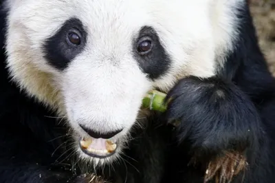 Панда — символ Китая | VisitChina.ru - портал о Китае