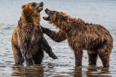 Объявлен фотоконкурс «Дикая природа России» с призом в 150 000 рублей –  GoArctic.ru – Портал о развитии Арктики