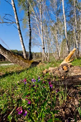 Весенний пейзаж | Фотоэнциклопедия Беларуси