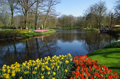 Картинки голландия Keukenhof Весна Природа Тюльпаны Пруд Парки