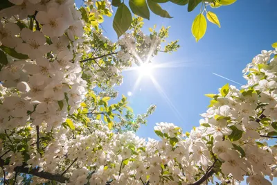 Картинки весна солнце природа (70 фото) » Картинки и статусы про окружающий  мир вокруг