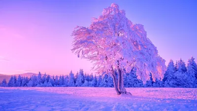 картинки : природа, человек, снег, зима, девушка, женский пол, портрет,  Погода, время года, кепка, обувь, вне, Замораживание 2000x1333 - - 665488 -  красивые картинки - PxHere