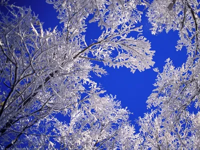 Картинки зима, лес, снег, свет, фонари, вечер, деревья, природа, зима -  обои 1920x1080, картинка №37195