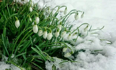 Картинки ранней весны (30 фото) Ранняя весна наступает, когда температу |  Картинки | Постила