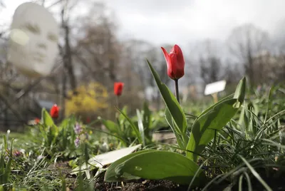 Весна будет: Сурок-предсказатель проводил зиму из Петербурга - KP.RU