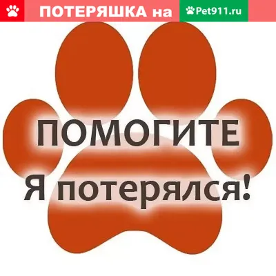 Лацио выбил Рому из Кубка Италии – новичок \"привёз\" пенальти - Футбол 24