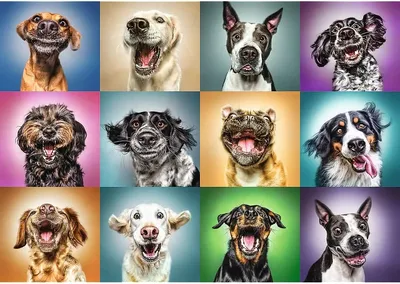 Смешные собаки (15 фото)