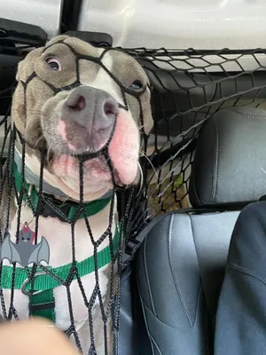 Самые смешные фотографии собак, которые стали популярны в интернете