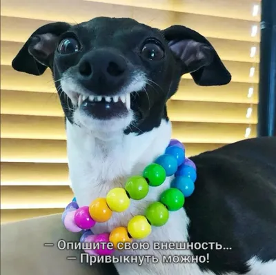 Самые смешные породы собак в мире: ТОП-30 с фото и названием