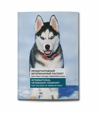Порода аляскинский хаски - Породы собак обзор на Gomeovet