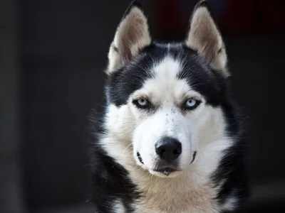 Портрет собаки породы хаски Stock Photo | Adobe Stock