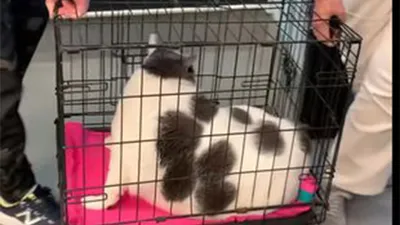 Эпоксидная смола для творчества для толстых заливок 3 кг Суперпласт  ЭПИЛАЙТ-L по цене 2475 ₽/шт. купить в Рязани в интернет-магазине Леруа  Мерлен