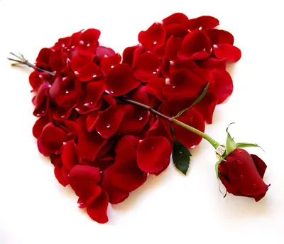 Какие цветы символизируют любовь? - статьи | служба доставки цветов Rose  Studio