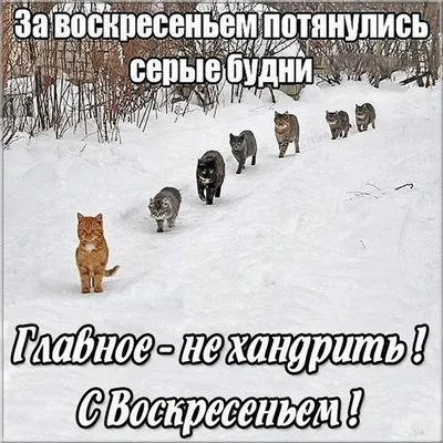 Что ты будешь делать в выходные? - А в выходные тоже что-то надо делать? /  картинка с текстом :: выходные :: что делать :: кот / смешные картинки и  другие приколы: