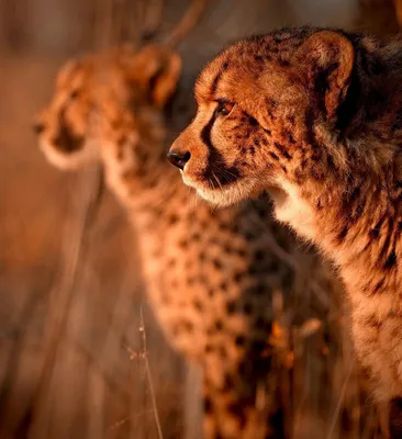Нам так не хватает нежности. 10 невероятных фото диких животных | Правмир