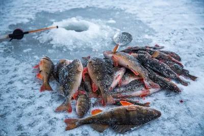 Картинки про зимнюю рыбалку фотографии
