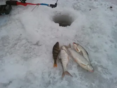 рыбалка зимой в астрахани