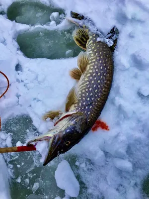 Зимняя рыбалка,почему я люблю зимнюю рыбалку? | Че по Щуке | Дзен