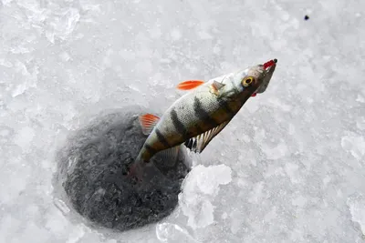 Зимняя рыбалка: особенности и виды ловли рыбы на льду, выбор снастей и  приманок