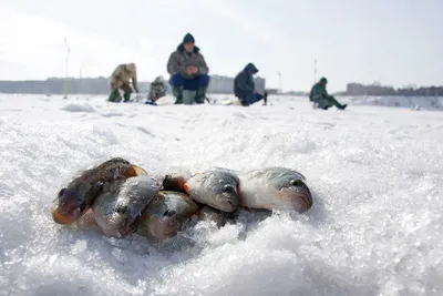 Как правильно одеться на зимнюю рыбалку — Про Рыбалку —Salmo Grop Россия
