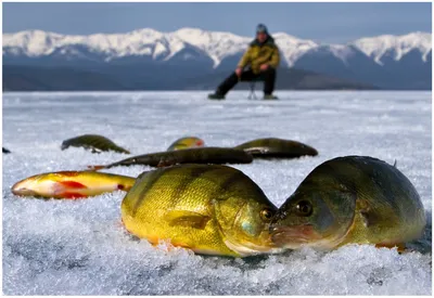 Зимняя рыбалка в Карелии: цены, фото, видео