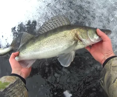 В первый раз на зимнюю рыбалку | статьи от Кемпинг.ру