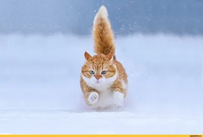 зима :: котэ (прикольные картинки с кошками) / смешные картинки и другие  приколы: комиксы, гиф анимация, видео, лучший интеллектуальный юмор.