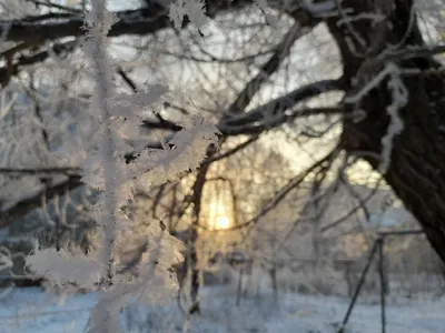 Синоптик пообещал холодную и снежную зиму: когда ждать трескучих морозов -  | Диалог.UA